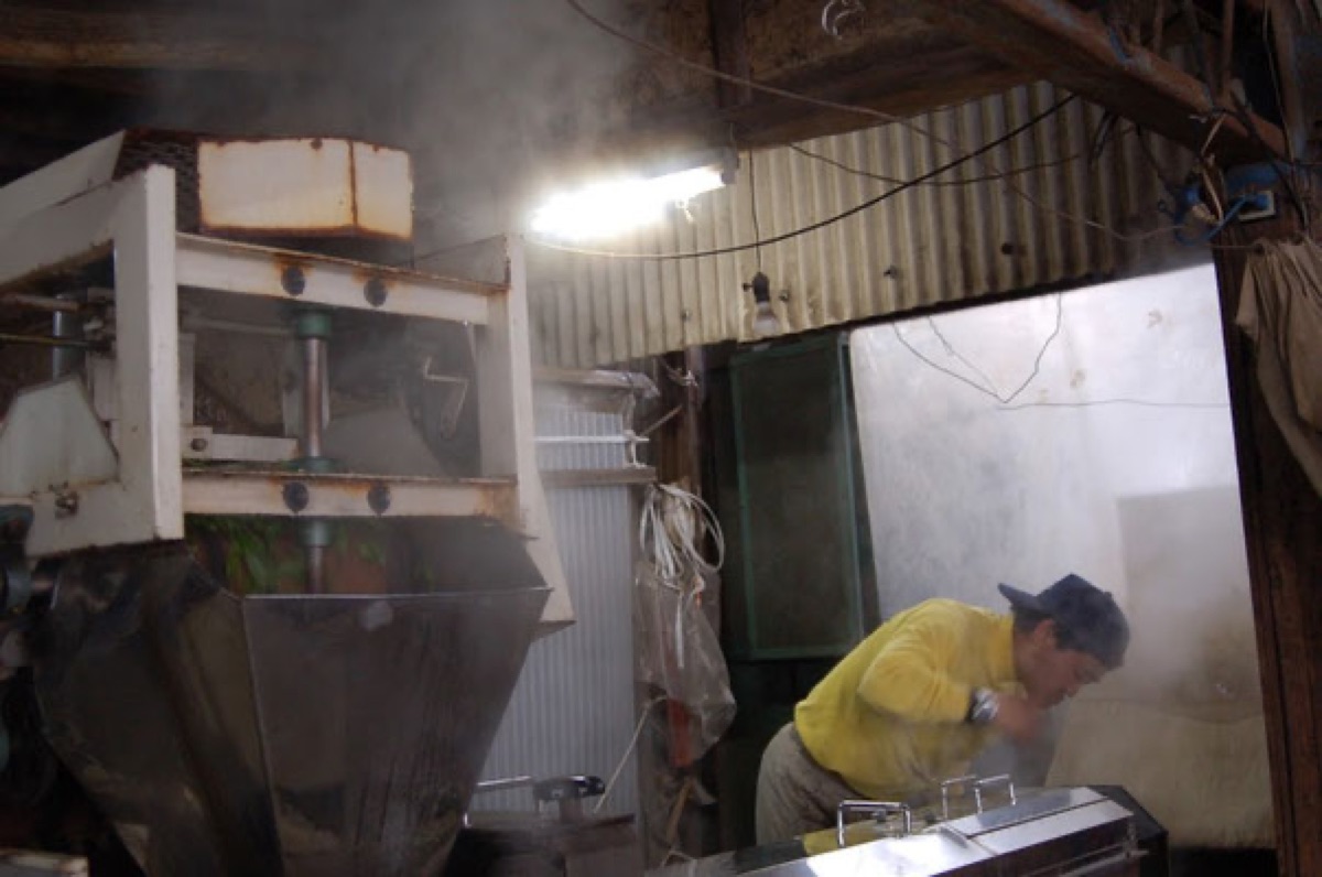 蒸気の上がる製茶工場での作業風景